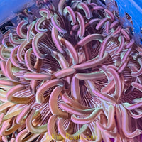 Peppermint Long Tentacle Anemone