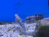 Biota Sand Cleaning Bullet Goby