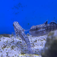 Biota Sand Cleaning Bullet Goby