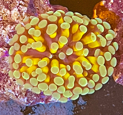 Gold Cristata Torch Coral
