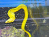 Brazilian Banana Moray Eel