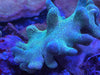 Lobophytum Devils Hand soft leather Corals 3”