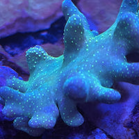 Lobophytum Devils Hand soft leather Corals 3”