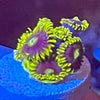 Infinity Corona Zoanthids Frag