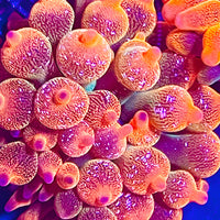 Acid Washed Red Bubbletip Anemone - AquaCultured