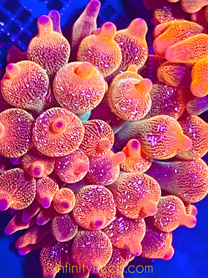 Acid Washed Red Bubbletip Anemone - AquaCultured