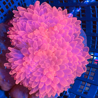 Wild Red ultra Rose Bubble tip Anemone