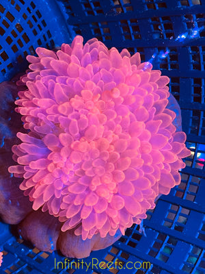 Wild Red ultra Rose Bubble tip Anemone