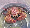 Caribbean Porcelain Crab