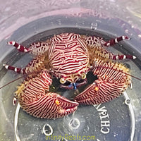 Caribbean Porcelain Crab