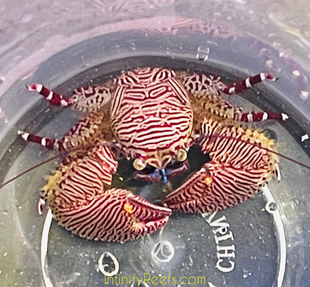 Caribbean Porcelain Crab