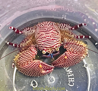 Caribbean Porcelain Crab