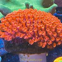 Red Goniopora 3” Colony