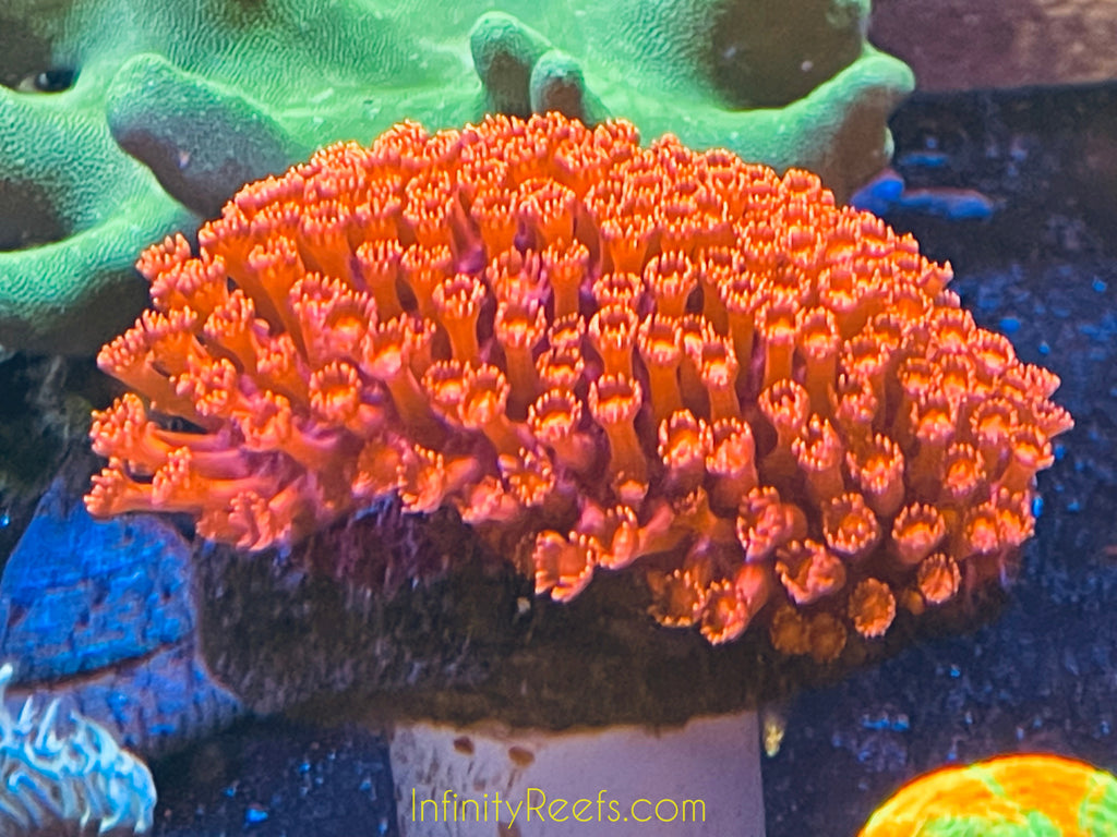 Red Goniopora 3” Colony