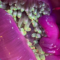 Color-tip Bubble Tip Anemone