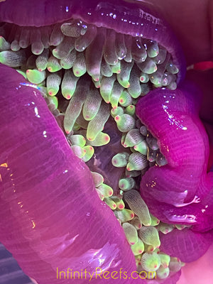 Color-tip Bubble Tip Anemone