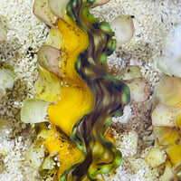 Tridacna Squamosa Clam Sm