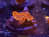 Orange Rhodactis Mushroom - asst’d