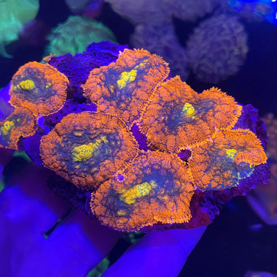 Unique Mushroom Colony - Ultra Color
