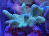 Lobophytum Devils Hand soft leather Corals 3”