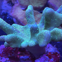 Lobophytum Devils Hand soft leather Corals 3”