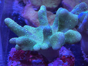 Lobophytum Devils Hand soft leather Corals 3”