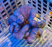 Sm 3-4"  Blue Haddoni Carpet Anemone