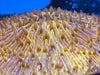 Golden Fungia Coral Lg 4”