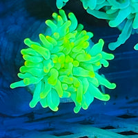 Toxic Yellow Ultra Bubbletip Anemone