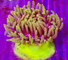 Bali “unknown” Anemone “highlighter foot”