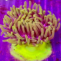 Bali “unknown” Anemone “highlighter foot”