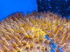 Golden Fungia Coral Lg 4”