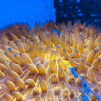 Golden Fungia Coral Lg 4”