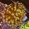 Gold Cristata Torch Coral