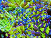 Purple Top Green Hammer Coral 2”