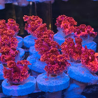 Australian Red Goniopora Frag