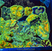 Ultra grade Mini Maxi Carpet Anemone 1-3”