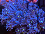 Purple Goni Colony (Australian)