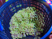Yellow/Green Tip Malu  Anemone
