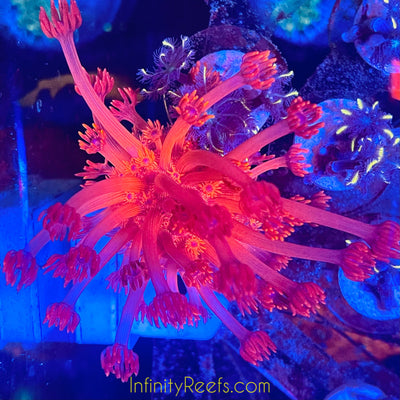 Red Goniopora w/blue eyes (long polyp)