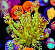 Glitter Goni 1” aka Glitter Bomb Goniopora