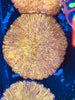 Golden Fungia Coral Lg 4”