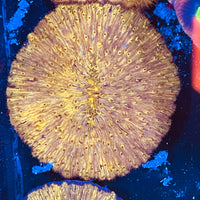 Golden Fungia Coral Lg 4”