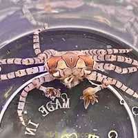 Boxer Crab