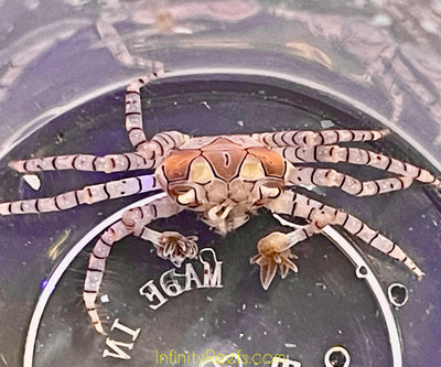 Boxer Crab