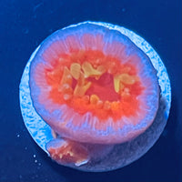 Fat-Head Dendro Coral