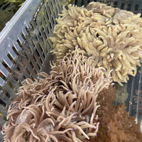 Large Malu Anemone, cream w/purple tip