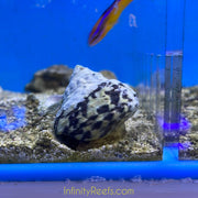 Zebra Turbo Snail (Belize)