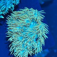 Australian Green Goniopra Coral Frag