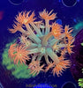 Time Warp Goniopora 1.5”